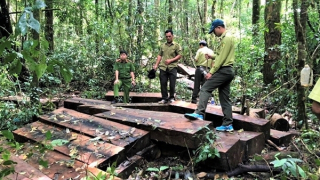 Gian nan “cuộc chiến” bảo vệ rừng ở Tây Nguyên