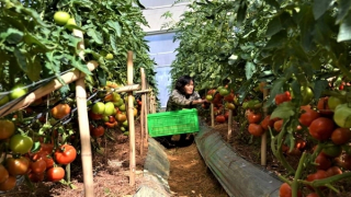 Tăng cường liên kết để tiêu thụ nông sản