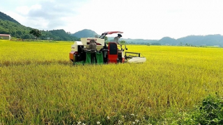 Kẻ thu tiền "bảo kê" gặt lúa đã bị bắt