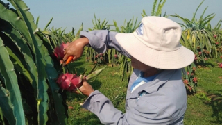 Thanh long Bình Thuận được bảo hộ chỉ dẫn địa lý tại Nhật Bản