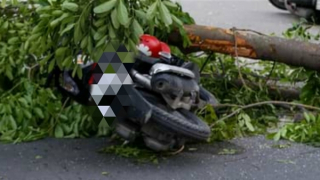 Cây bật gốc đè 2 mẹ con, cháu bé 8 tuổi tử vong