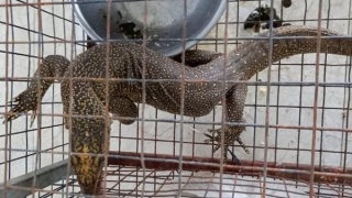 Nhà hàng đối diện mức phạt hơn 300 triệu đồng vì làm thịt cầy vòi và kỳ đà