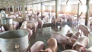 Giải pháp nào để thịt lợn không xuống giá thê thảm?