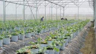 Chú trọng phát triển nông nghiệp công nghệ cao gắn với du lịch trải nghiệm