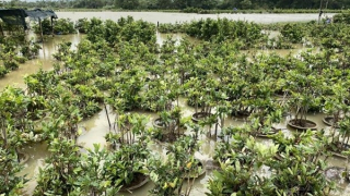 Nhiều vườn mai bị ngập trong nước lũ