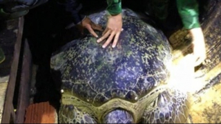 Đưa cá thể rùa biển nặng 120kg trở lại biển