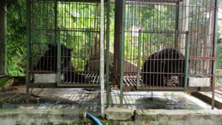 Chuyển giao 3 cá thể gấu ngựa cho Vườn quốc gia Cát Tiên