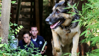 Giải mã một phần năng lực của chó nghiệp vụ