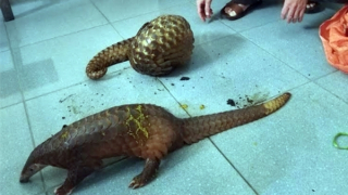 Bắt giữ  2 vụ vận chuyển 3 cá thể tê tê quý hiếm