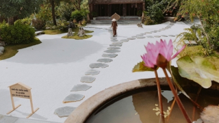 Cây bồ đề lá đỏ