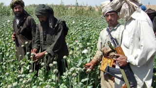 Taliban liệu có thể xóa bỏ “nền kinh tế thuốc phiện” ở Afghanistan?