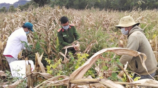 Tích cực giúp dân thu hoạch hoa màu tại xã đang phong tỏa do dịch COVID-19
