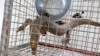 Mua nhốt kỳ đà vân quý hiếm, bị phạt 270 triệu đồng