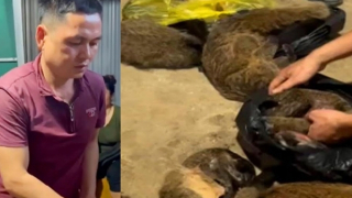 Bắt đối tượng mua bán gần 30kg thịt cầy hương và rắn hổ mang