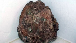 Khai quật ổ trứng khủng long hóa thạch