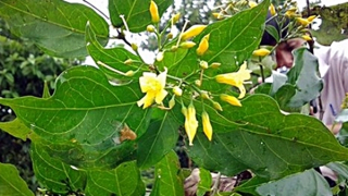 Giành nhau điện thoại bị mẹ mắng, 2 anh em ăn lá ngón tự tử