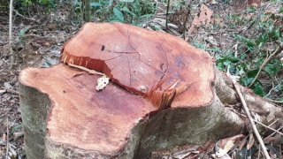 Rừng đầu nguồn Quảng Trị vẫn "âm thầm" bị "xẻ thịt"