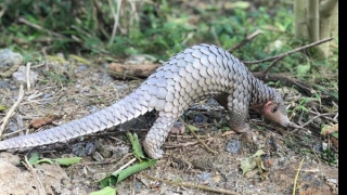 Người dân giao nộp tê tê để thả vào rừng đặc dụng Cù Lao Chàm