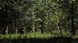 Khẳng định vị thế trầm hương Việt Nam