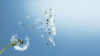 Ba khúc ru của gió