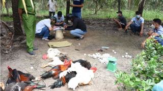 Triệt phá trường gà, thu giữ trên 150 triệu đồng