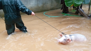 Công an vùng lụt Bình Định di dời dân đi tránh lũ