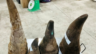 Gần 20 kg sừng tê giác theo đường biển về cảng Hải Phòng