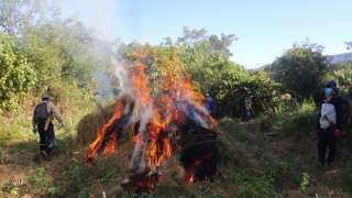 17 đồn điền trồng cần sa sát biên giới tỉnh Hà Tĩnh bị  phát hiện