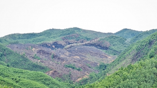 Ai hưởng lợi từ việc "cấp nhầm" gần 160ha đất rừng tại Quảng Nam?