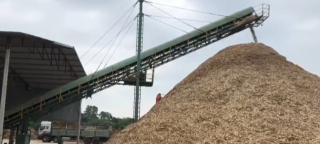 Phát hiện, đình chỉ doanh nghiệp chế biến “chui” dăm gỗ