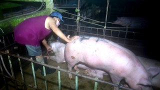 Bắt quả tang đối tượng bơm nước vào lợn trước khi giết mổ