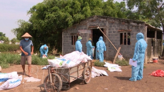 Xuất hiện nhiều ổ dịch cúm gia cầm A/H5N8 có thể lây sang người