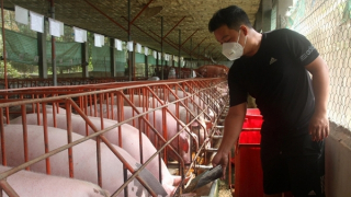 Nỗi lo của người chăn nuôi chuẩn bị nguồn thực phẩm Tết