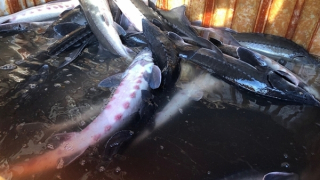 Cá tầm chỉ được đưa vào sử dụng sau khi Hải quan xác nhận thông quan