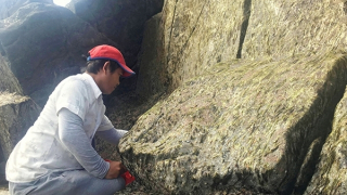 Cheo leo săn rong biển mùa đông