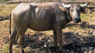 Trộm trâu của hàng xóm rồi mang mổ thịt