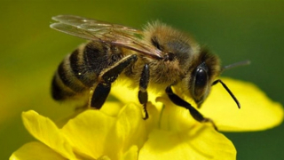 Phiếm luận về vẻ đẹp của ong