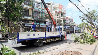 Thay thế 46 cây sứ có tuổi đời hàng chục năm ở Cần Thơ