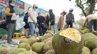 Kiến nghị thiết lập vùng đệm hàng hóa trao đổi với Trung Quốc