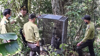 Bảo tồn động vật nguy cấp tuyệt chủng trên dãy Trường Sơn
