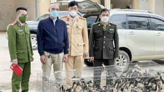 Mua chim rừng ở biên giới về bán kiếm lời thì bị bắt