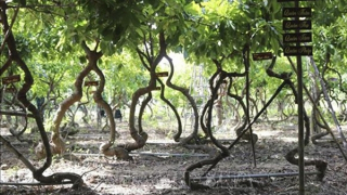 Khám phá vườn cây Vô ưu độc đáo ở Ninh Thuận