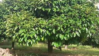 Cảnh giác việc thương lái mua lá măng cụt