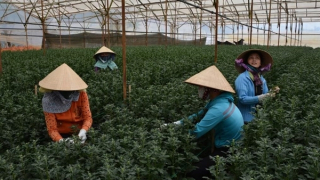 Rau, hoa Đà Lạt chờ ngày ra chợ Tết