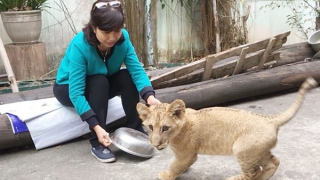 Bí mật nghề chăm sóc "chúa sơn lâm"