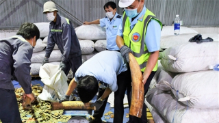 Phát hiện vụ nhập lậu ngà voi và vảy tê tê lớn qua cảng Tiên Sa