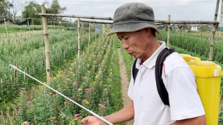 Nhiều làng hoa thấp thỏm trước Tết