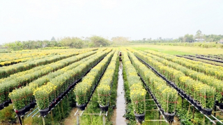 Thay “áo mới” cho những làng hoa kiểng miệt châu thổ Cửu Long