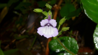 Phát hiện loài thực vật mới tại Khu Bảo tồn thiên nhiên Phong Điền có nguy cơ tuyệt chủng