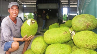 1.000 tấn mít được chế biến, tham gia xúc tiến tại Australia